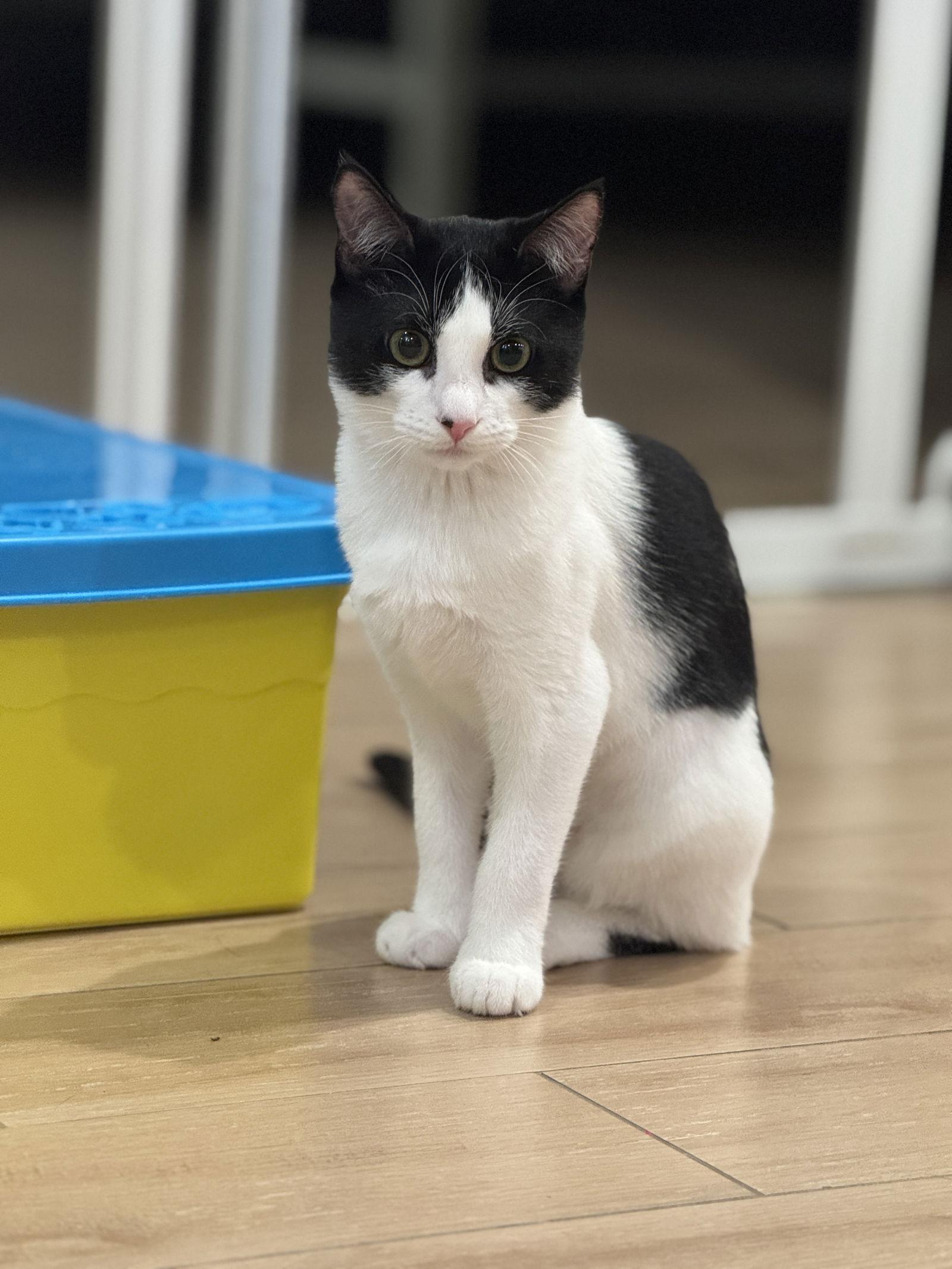 Becca ( Gene Napa), a Adopted Domestic Short Hair in Vallejo, CA image 2/3