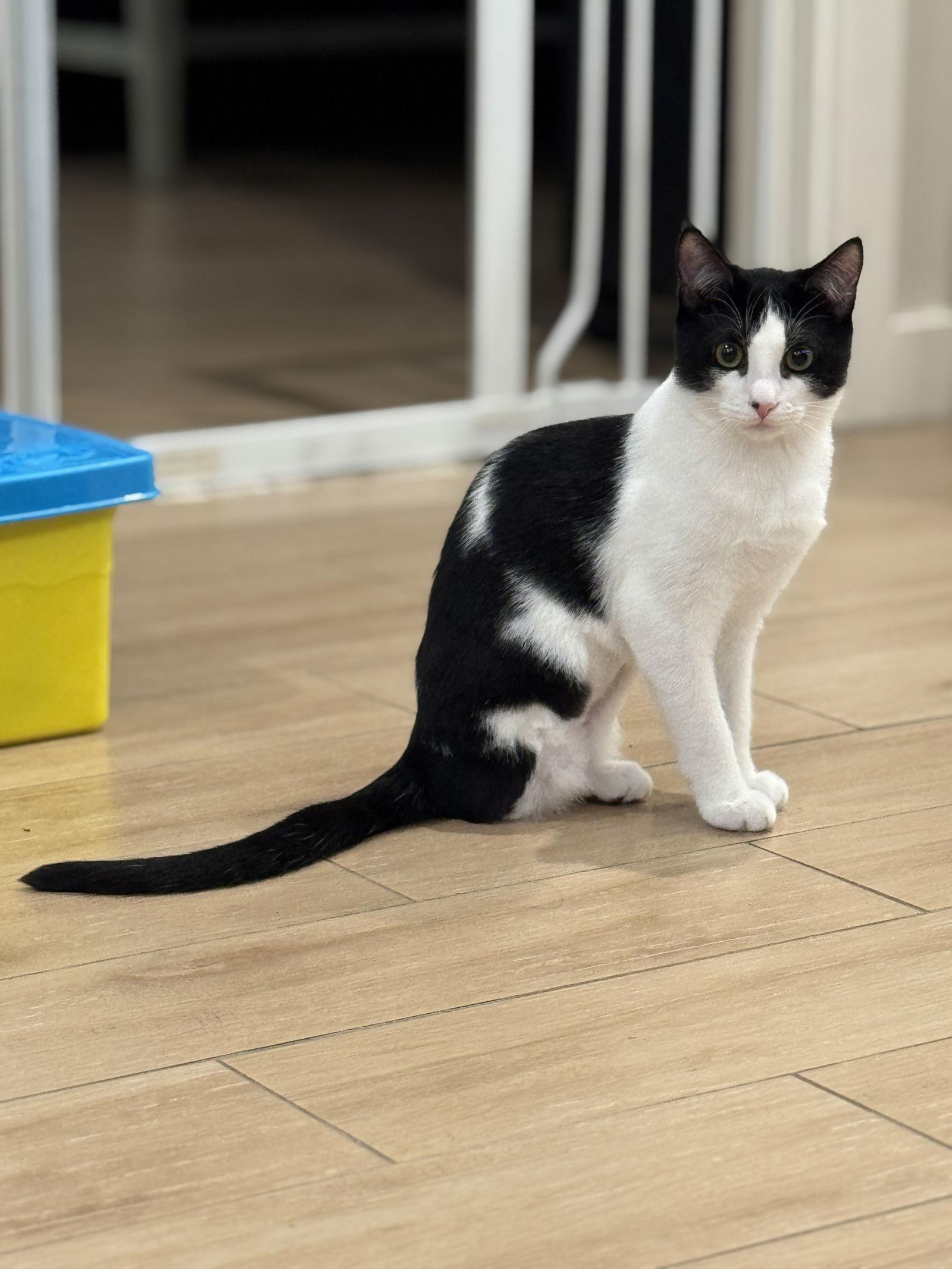 Becca ( Gene Napa), a Adopted Domestic Short Hair in Vallejo, CA image 3/3