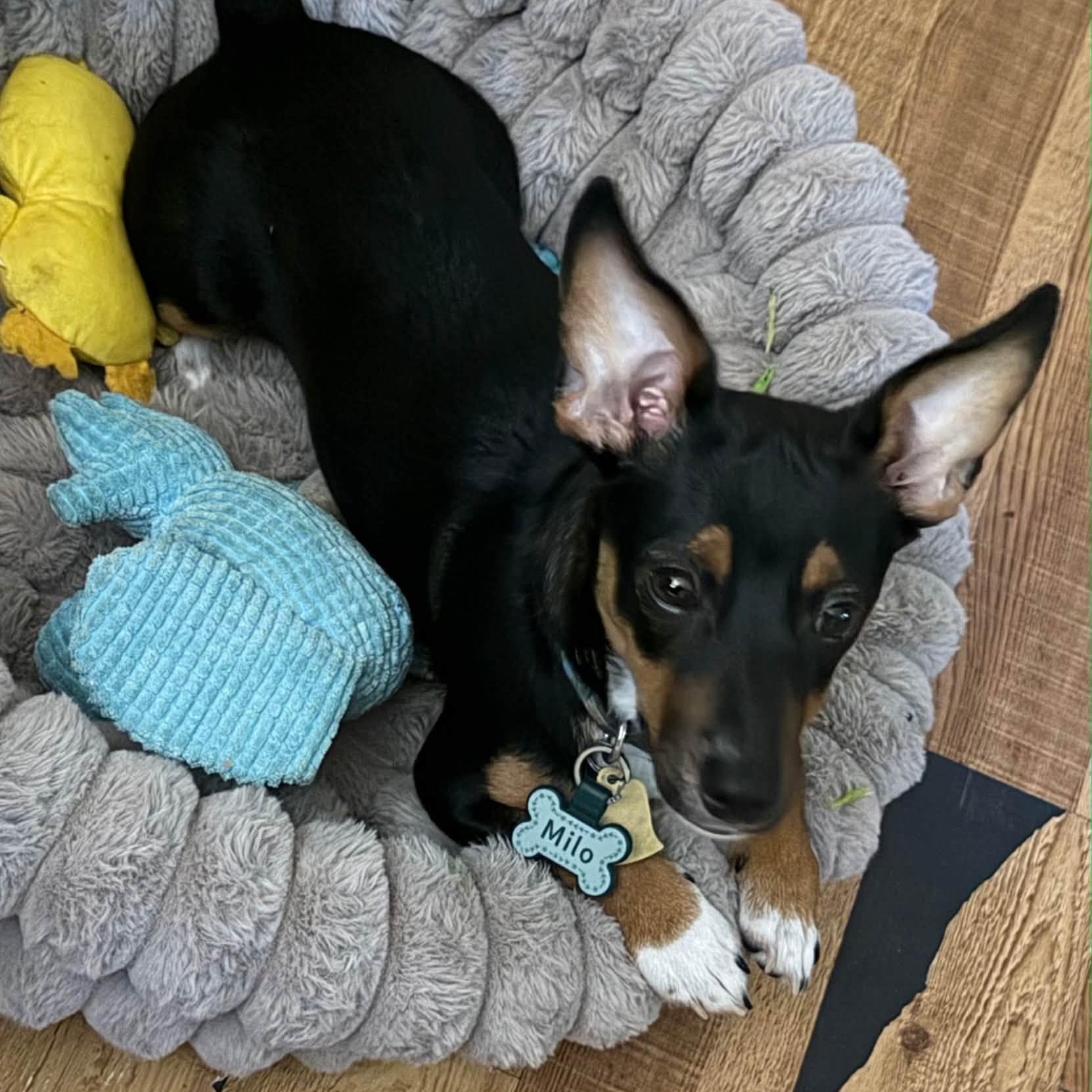 Milo, ADOPTABLE, Puppy Male Chihuahua & Dachshund.