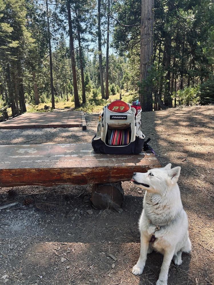 Spice, Adoptable, Adult Female Husky.