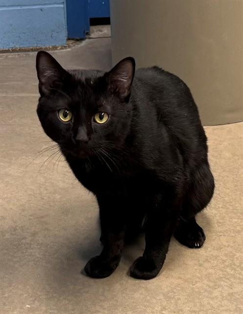 SHADOW, Adoptable, Young Male Domestic Short Hair.