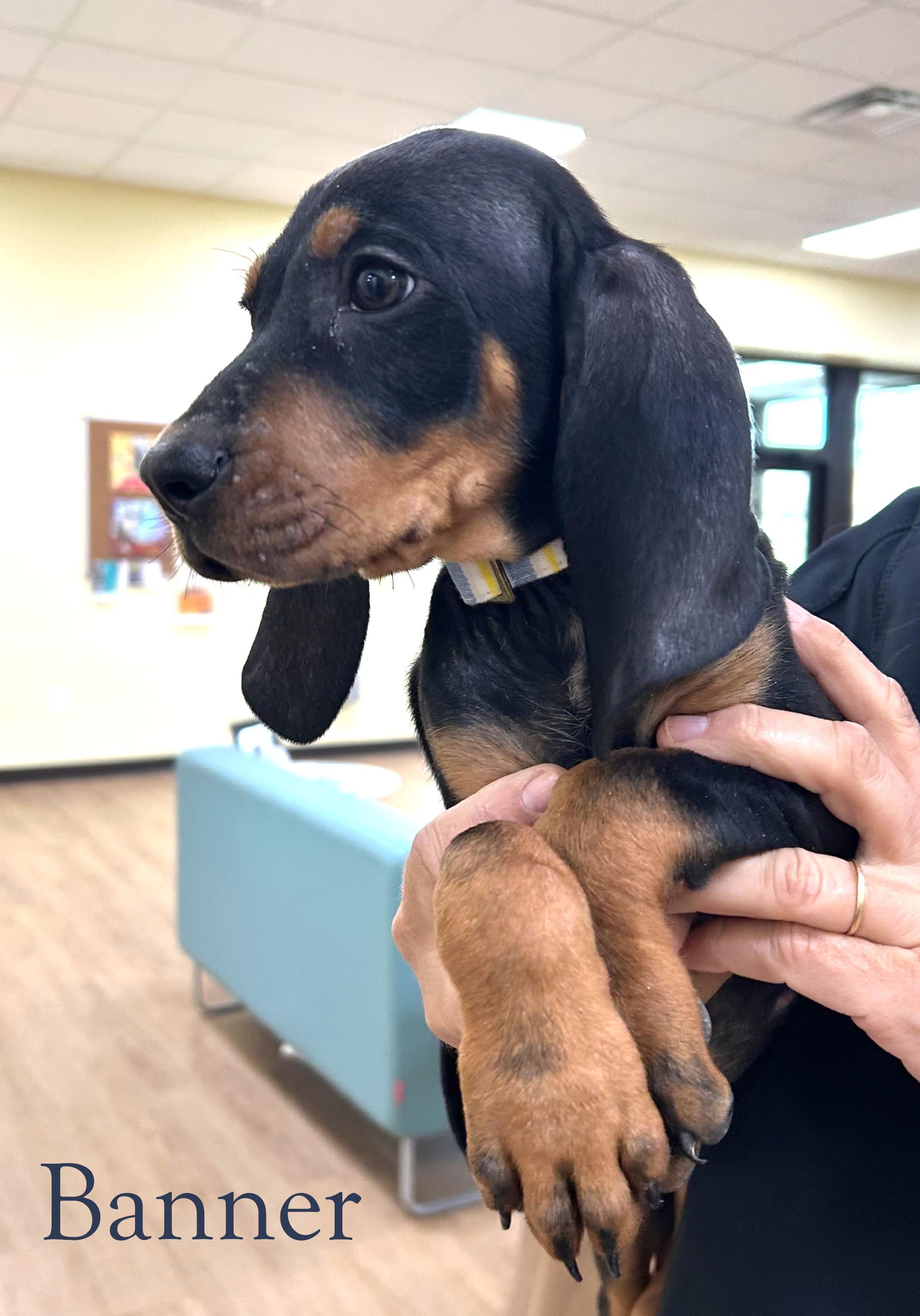 Banner, adopted, Puppy Male Coonhound.