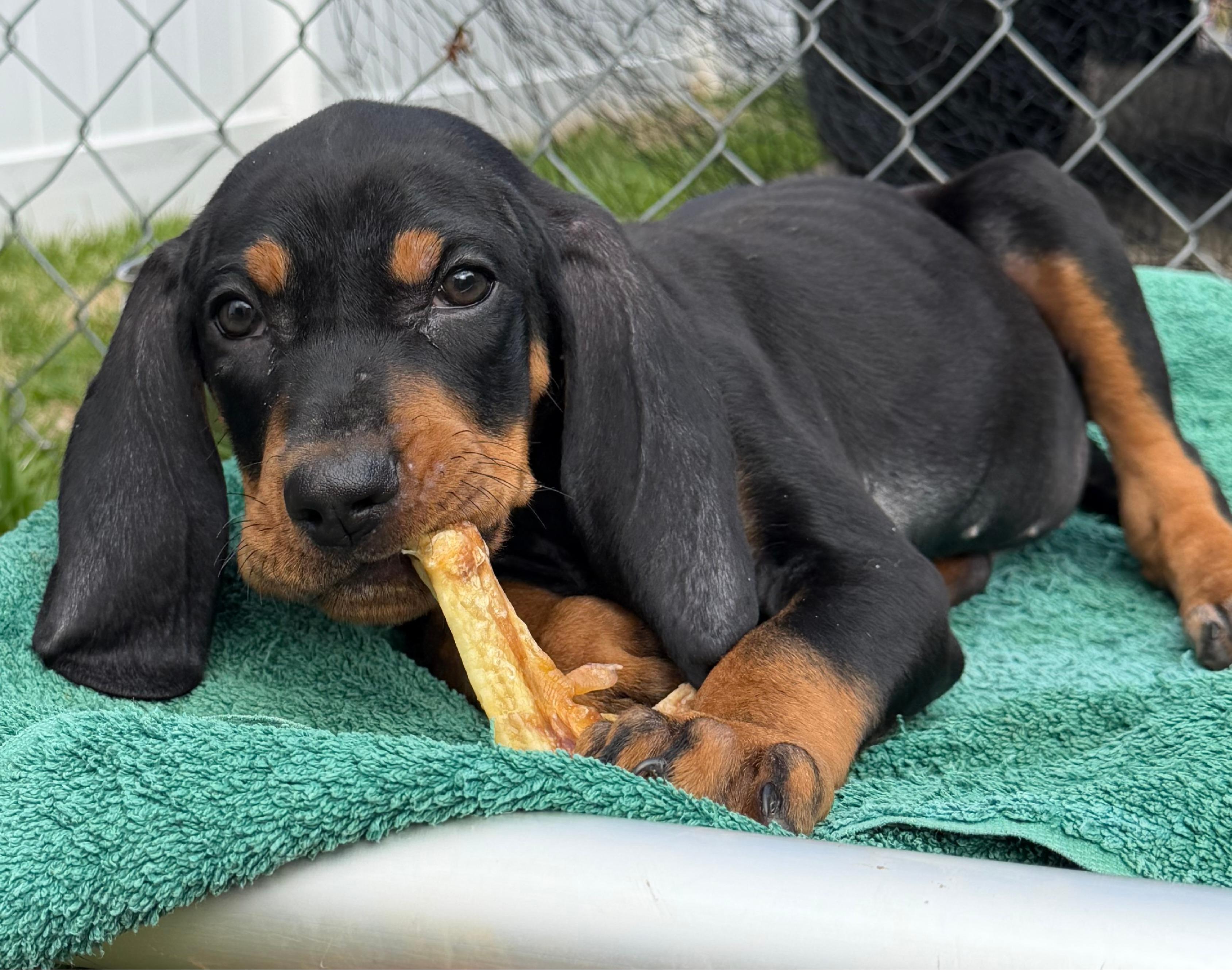 Enlarge Banner, an adopted Coonhound in Lexington, MA image 4/4