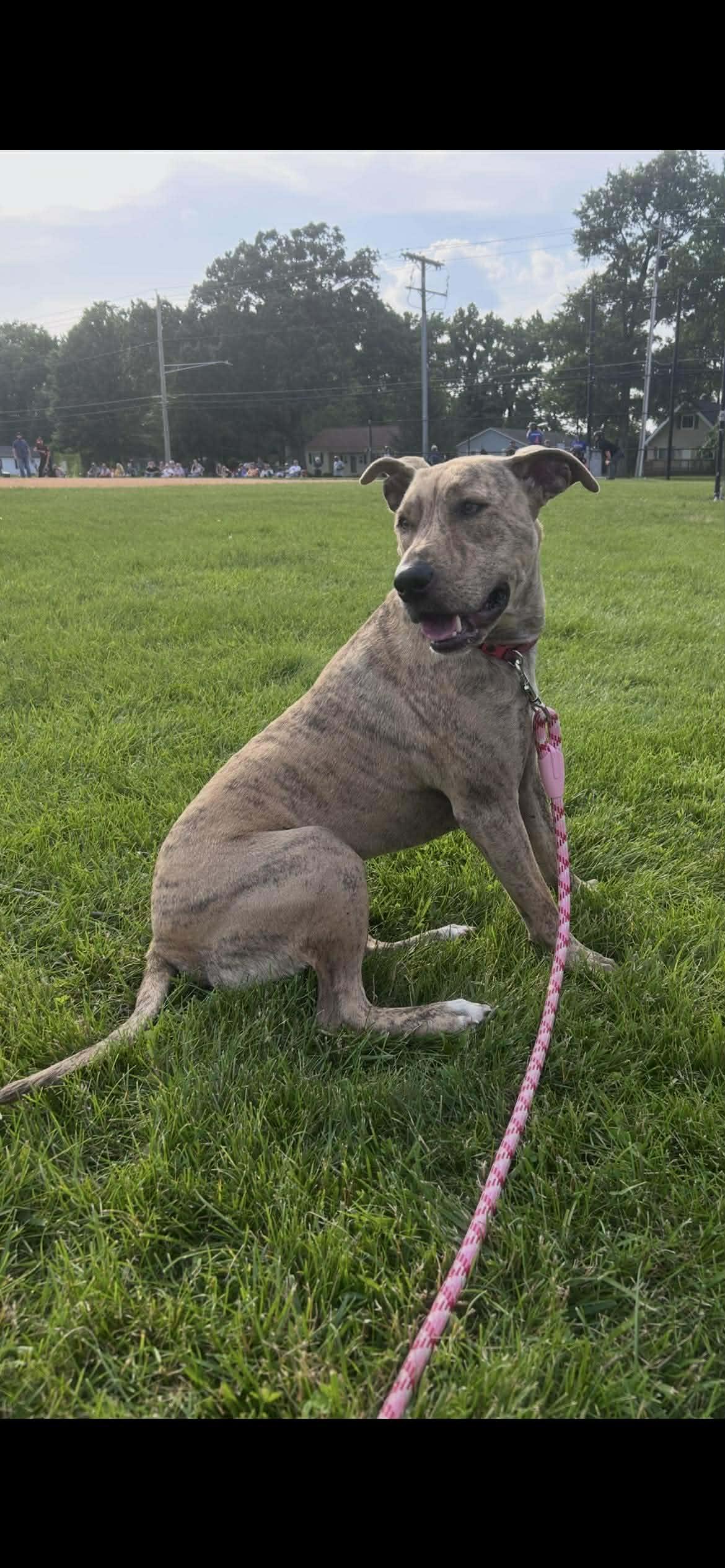 Lorelai, Adoptable, Adult Female Labrador Retriever & American Staffordshire Terrier.