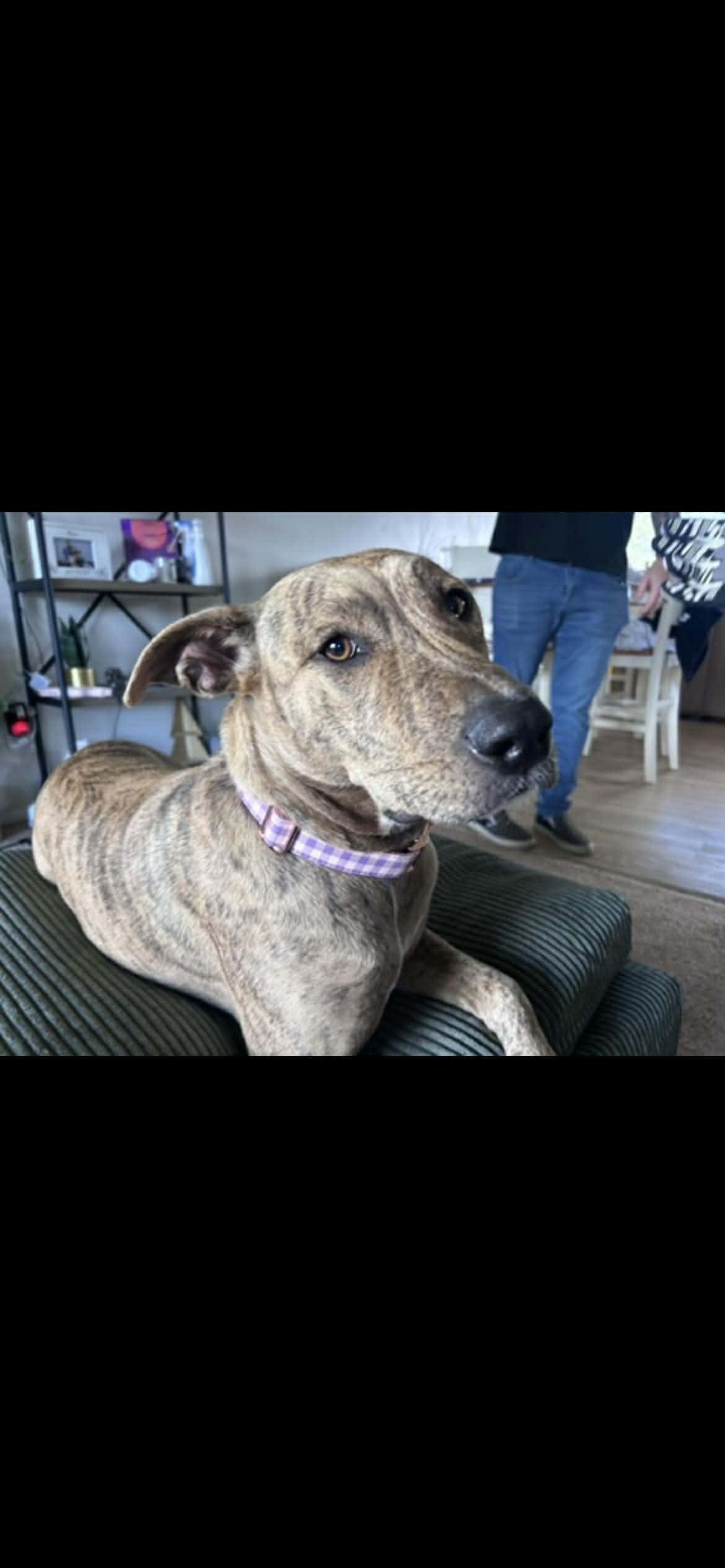 Enlarge Lorelai, a Adoptable mixed breed in Baltimore, MD image 2/3