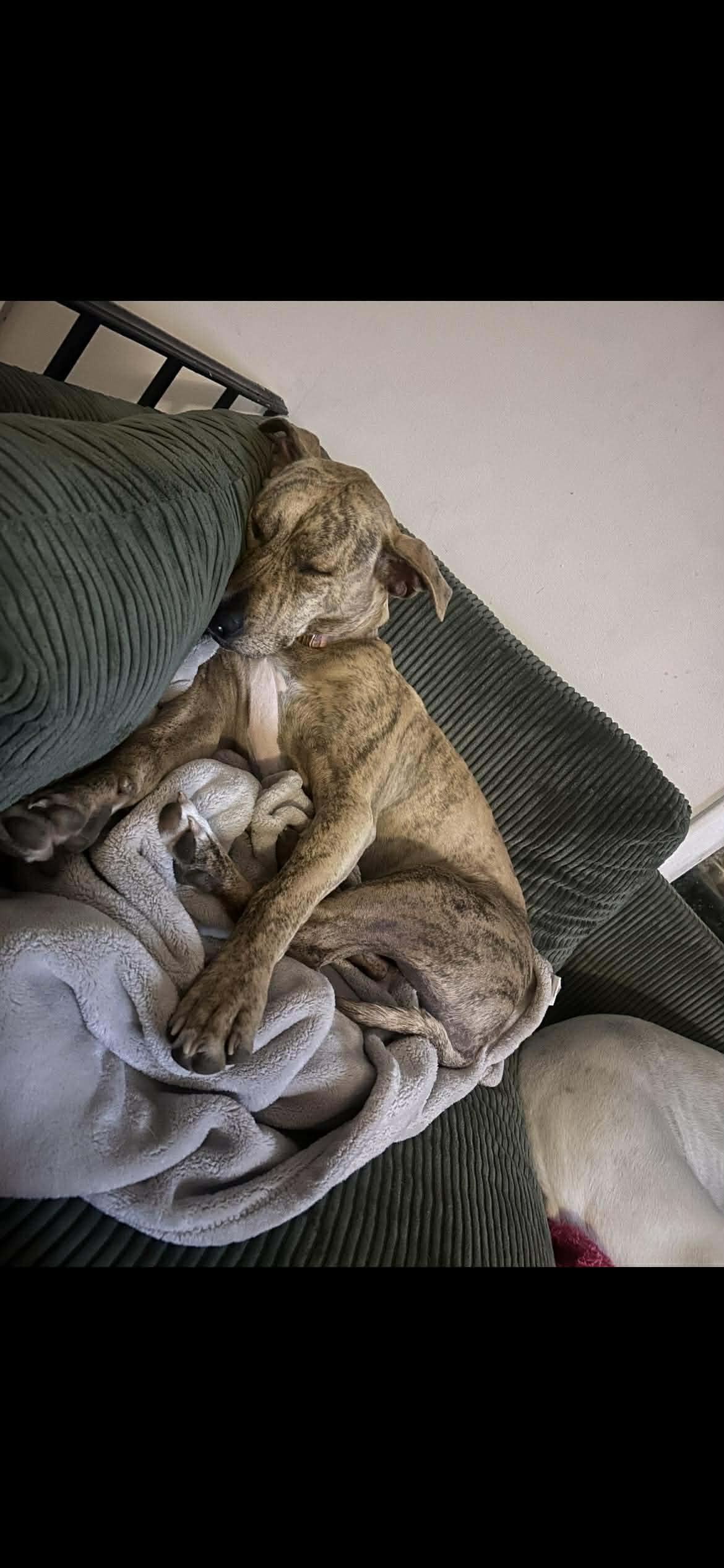 Enlarge Lorelai, a Adoptable mixed breed in Baltimore, MD image 3/3