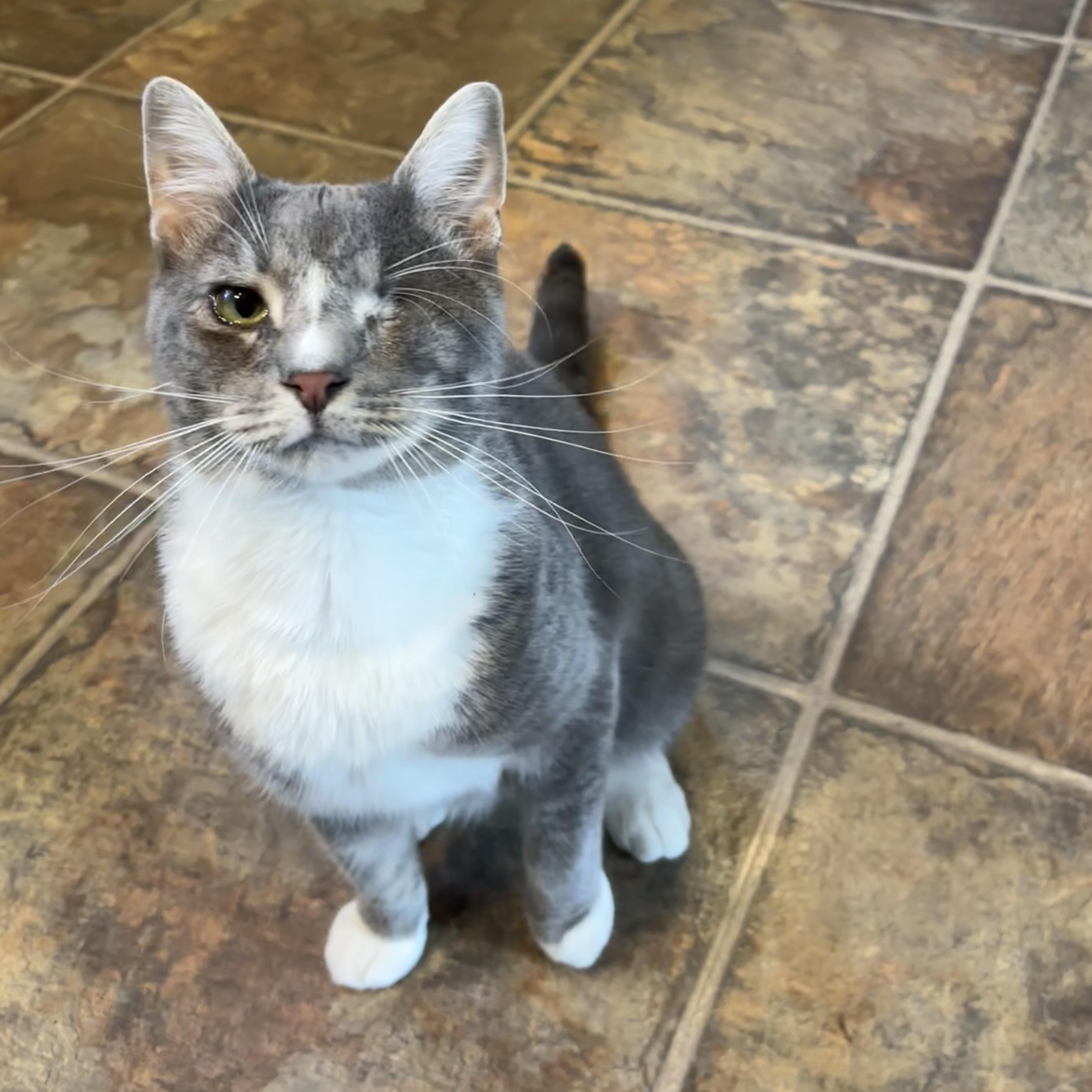 Malachite, Adoptable, Adult Male Domestic Short Hair.