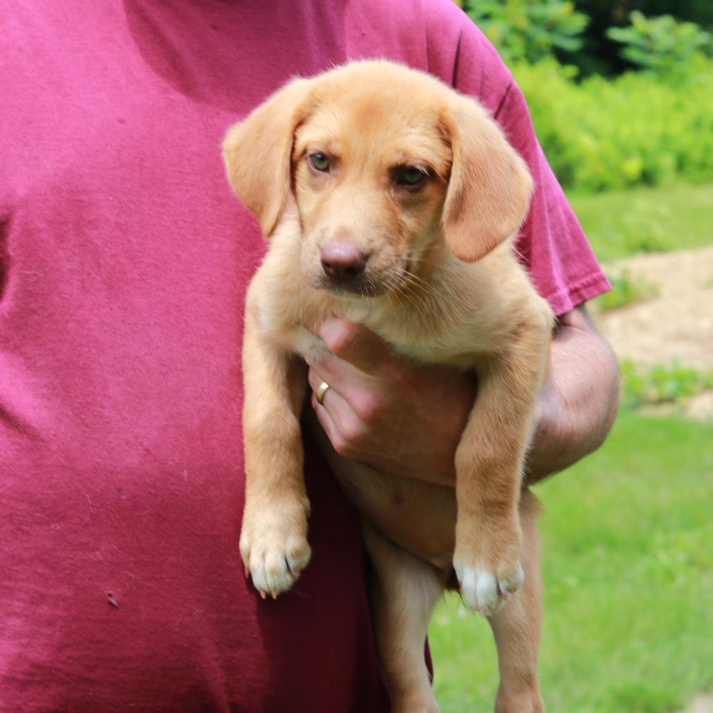 CT Chanel, Adoptable, Puppy Female Labrador Retriever & Mixed Breed.