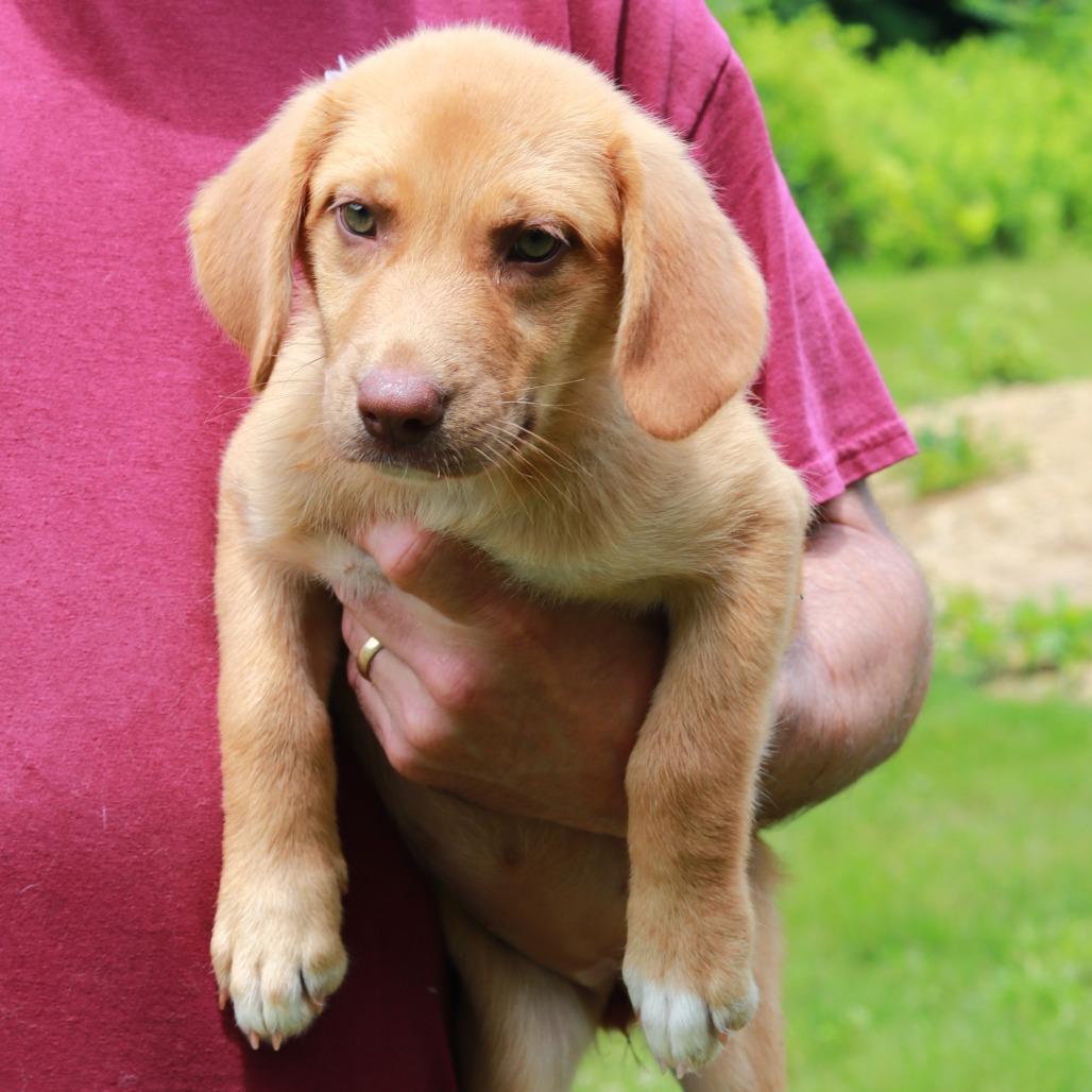CT Chanel, a Adoptable mixed breed in Stormville, NY image 2/3