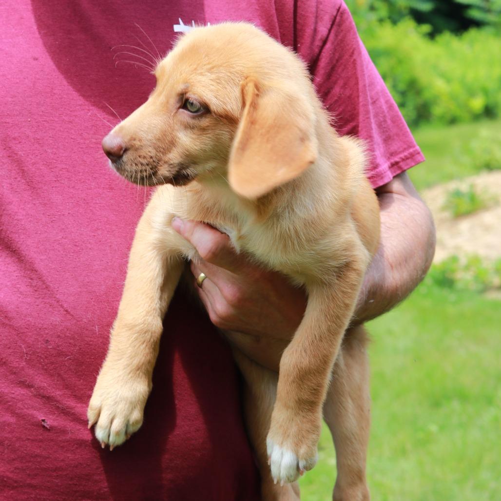 CT Chanel, a Adoptable mixed breed in Stormville, NY image 3/3