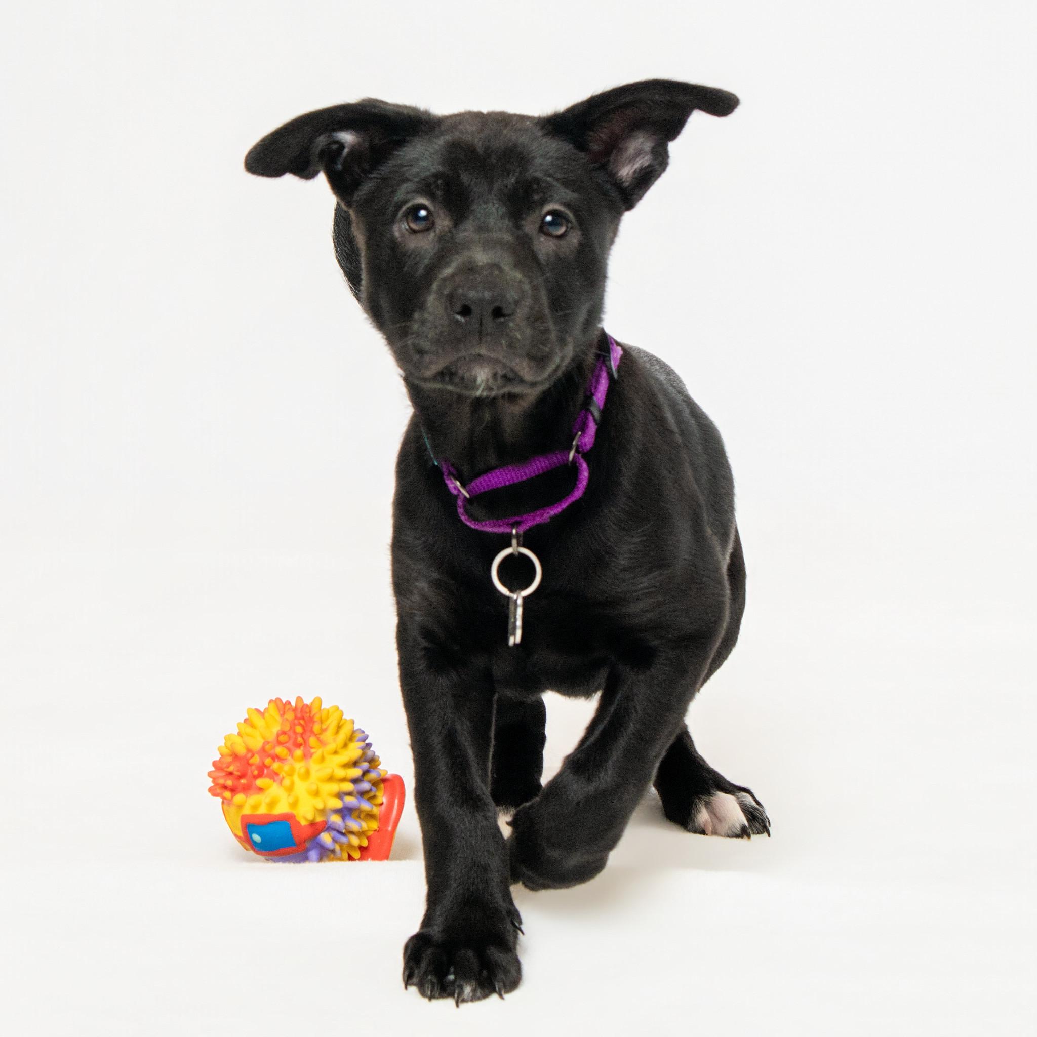 Enlarge Willow, an adopted mixed breed in Grand Forks, ND image 2/2