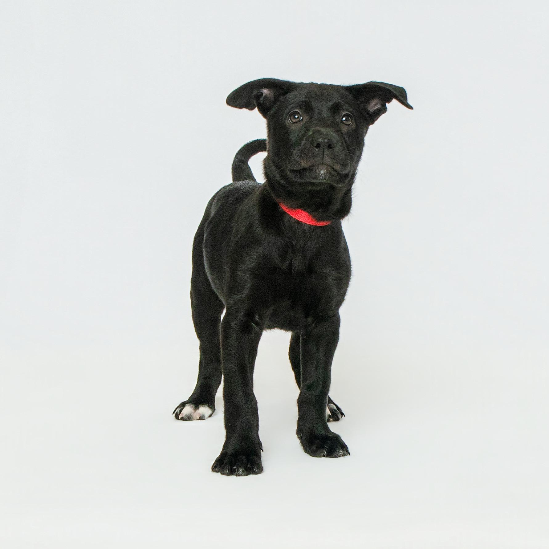 Willow, adopted, Puppy Female Labrador Retriever.