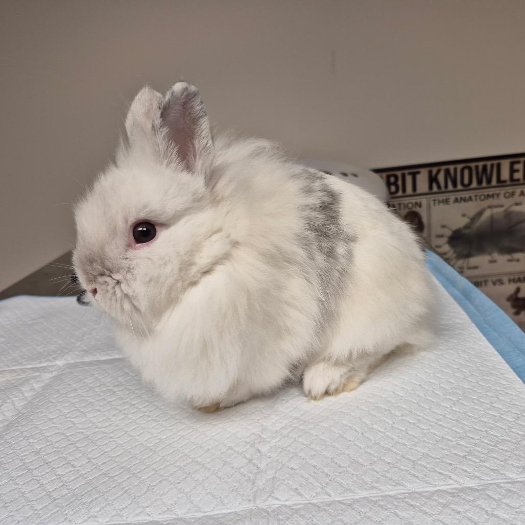 Enlarge Dreamy, a Adoptable Lionhead in Gansevoort, NY image 1/1