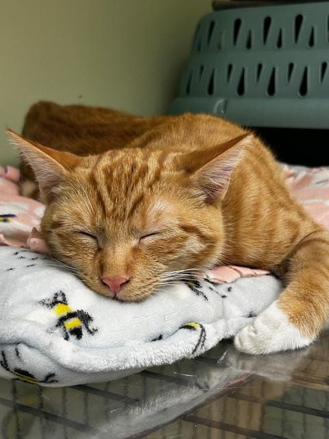 Levi, a Adoptable Domestic Short Hair in Cape May, NJ image 1/2