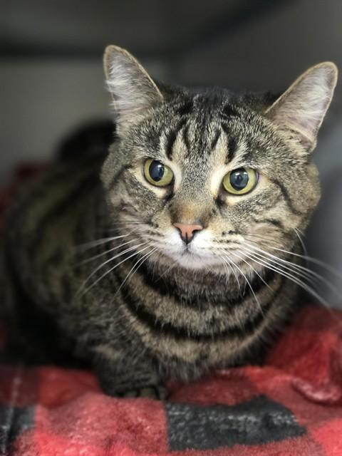 SHADOW, Adoptable, Adult Female Domestic Short Hair.