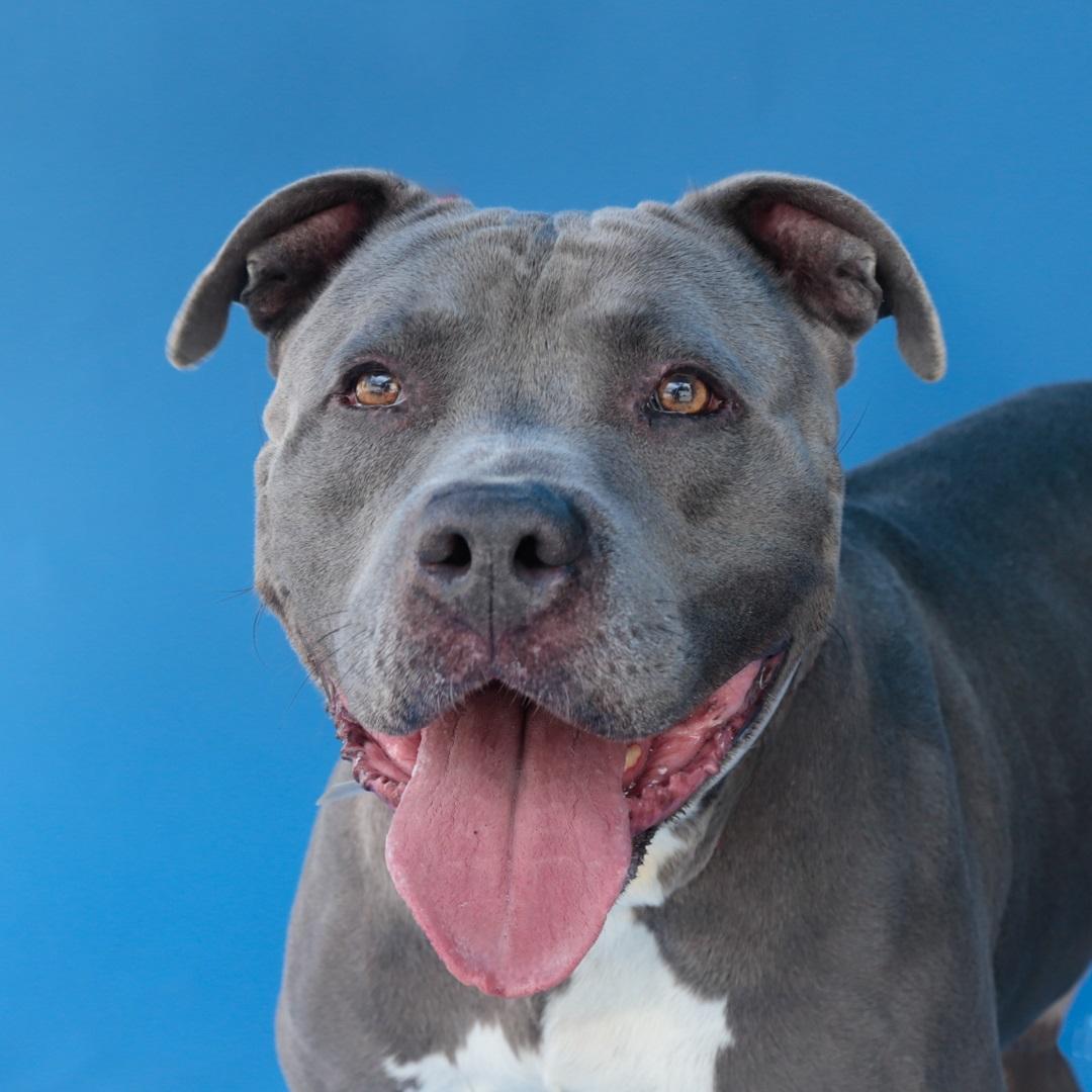 Enlarge BLUE, a Adoptable Pit Bull Terrier in Pasadena, CA image 1/2