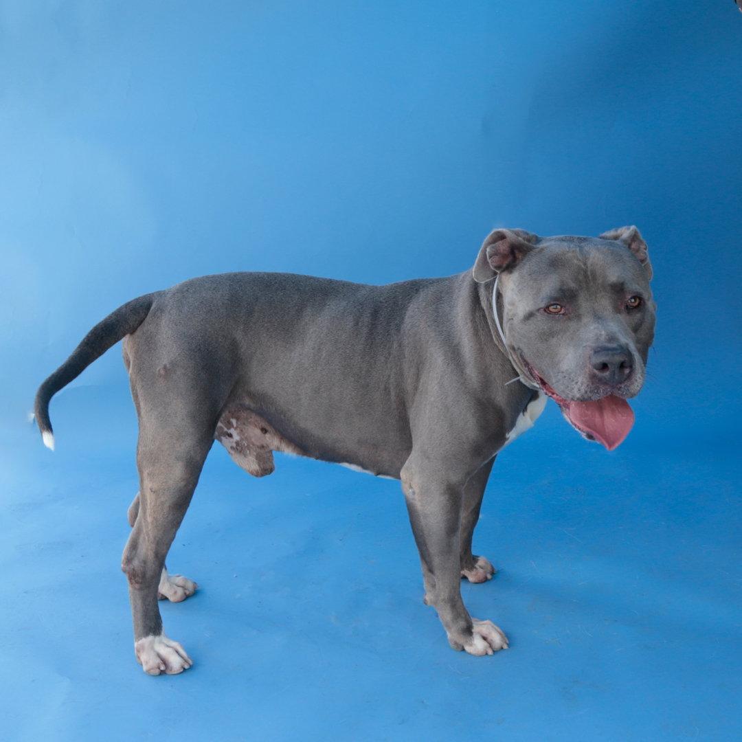 Enlarge BLUE, a Adoptable Pit Bull Terrier in Pasadena, CA image 2/2