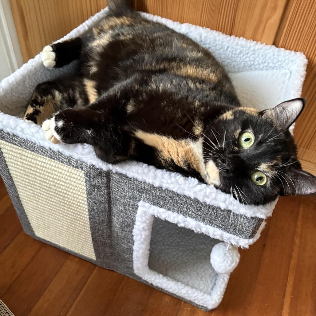 Enlarge Sally Steamroller, a Adoptable Domestic Short Hair in Medford, NJ image 2/5