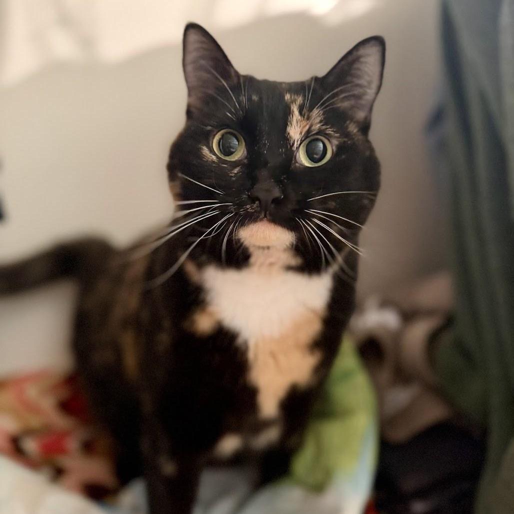 Enlarge Sally Steamroller, a Adoptable Domestic Short Hair in Medford, NJ image 3/5