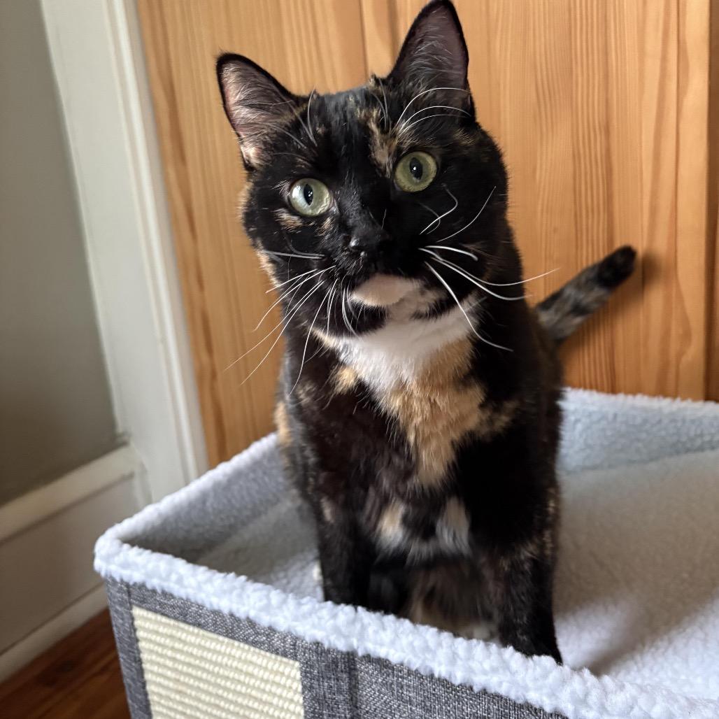 Enlarge Sally Steamroller, a Adoptable Domestic Short Hair in Medford, NJ image 4/5