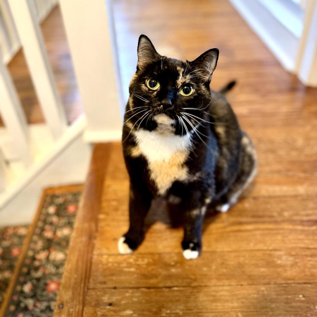 Sally Steamroller, a Adoptable Domestic Short Hair in Medford, NJ image 1/6
