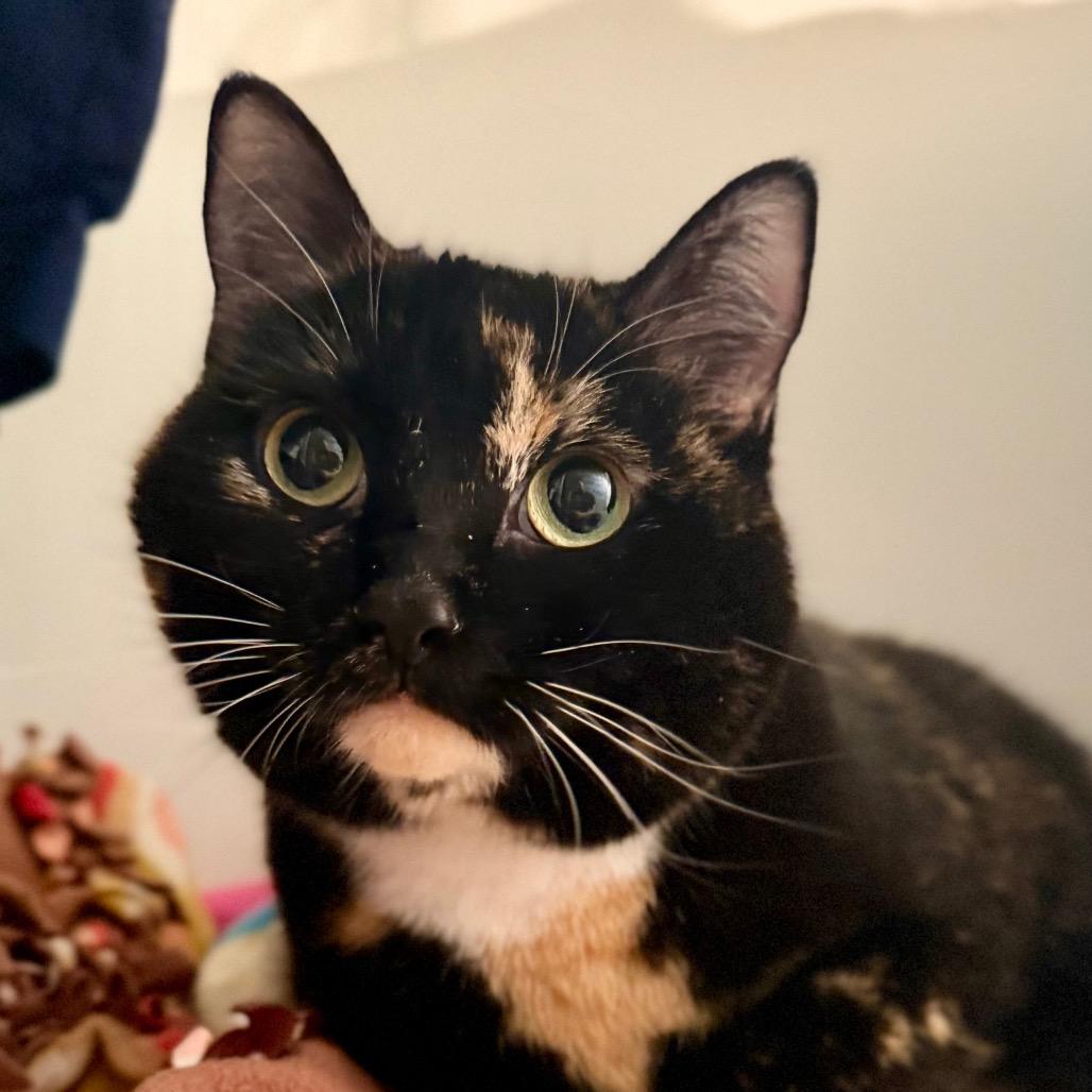 Enlarge Sally Steamroller, a Adoptable Domestic Short Hair in Medford, NJ image 5/5