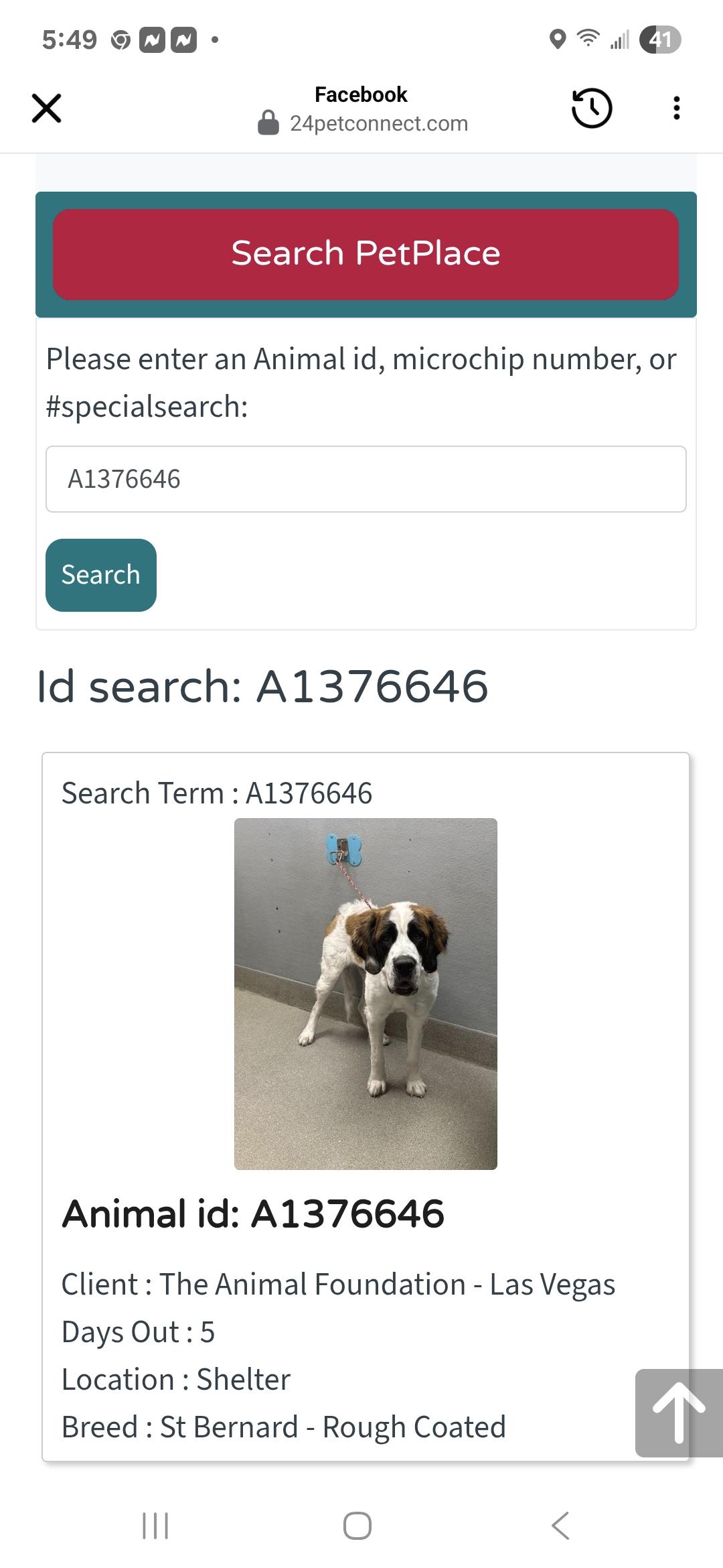 Enlarge BINGO, a Adopted Saint Bernard in Las Vegas, NV image 1/1