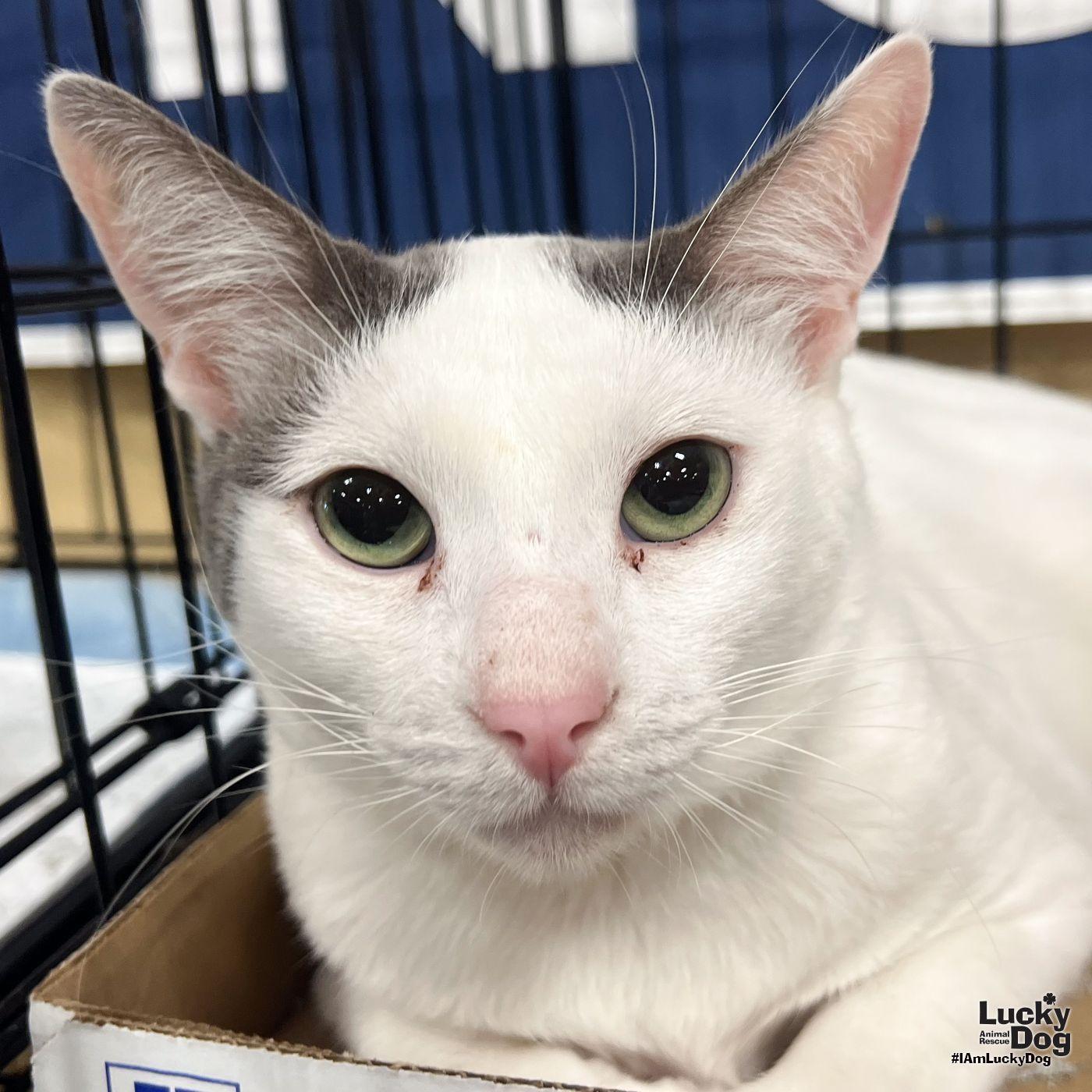 Enlarge Ghost, a Adopted Domestic Short Hair in Washington, DC image 1/3