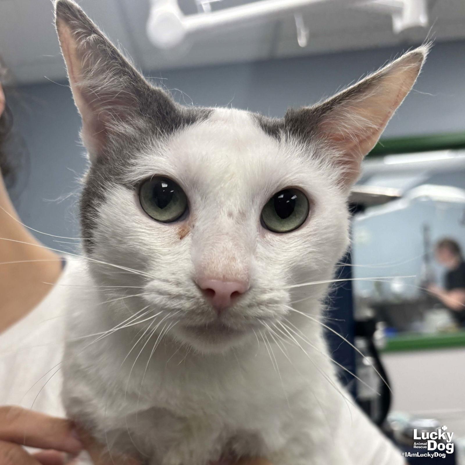 Enlarge Ghost, a Adopted Domestic Short Hair in Washington, DC image 2/3