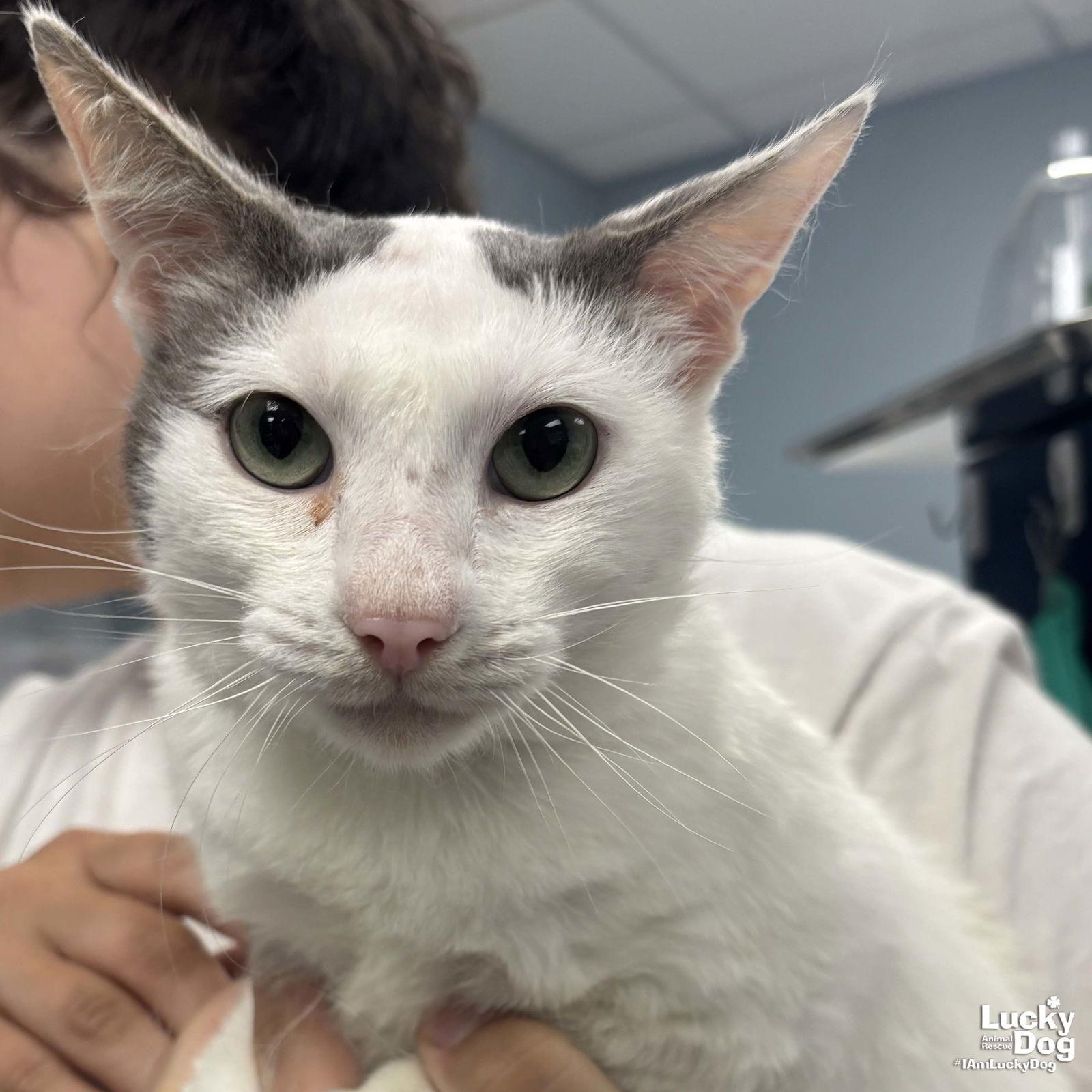 Enlarge Ghost, a Adopted Domestic Short Hair in Washington, DC image 3/3