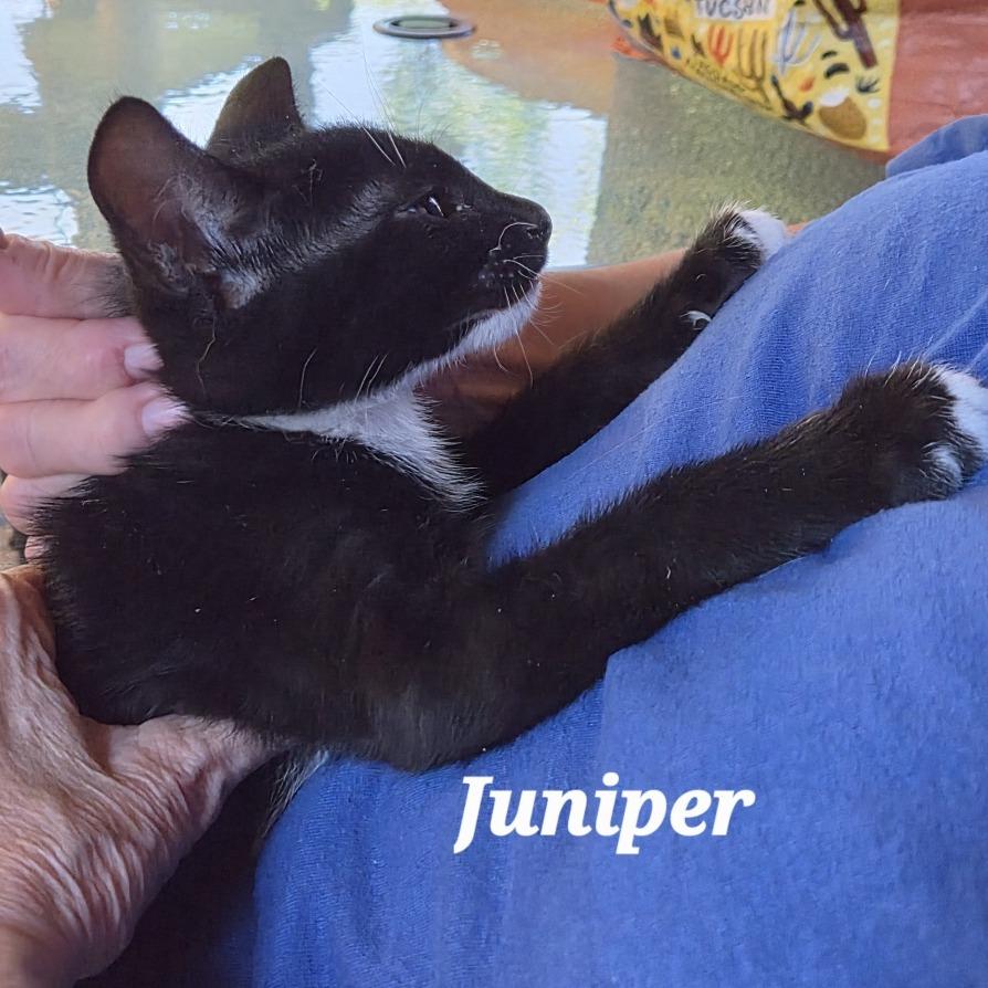 Juniper, Adoptable, Kitten Male Domestic Short Hair.