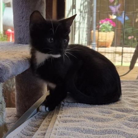 Enlarge Juniper, a Adoptable Domestic Short Hair in Prescott, AZ image 2/3
