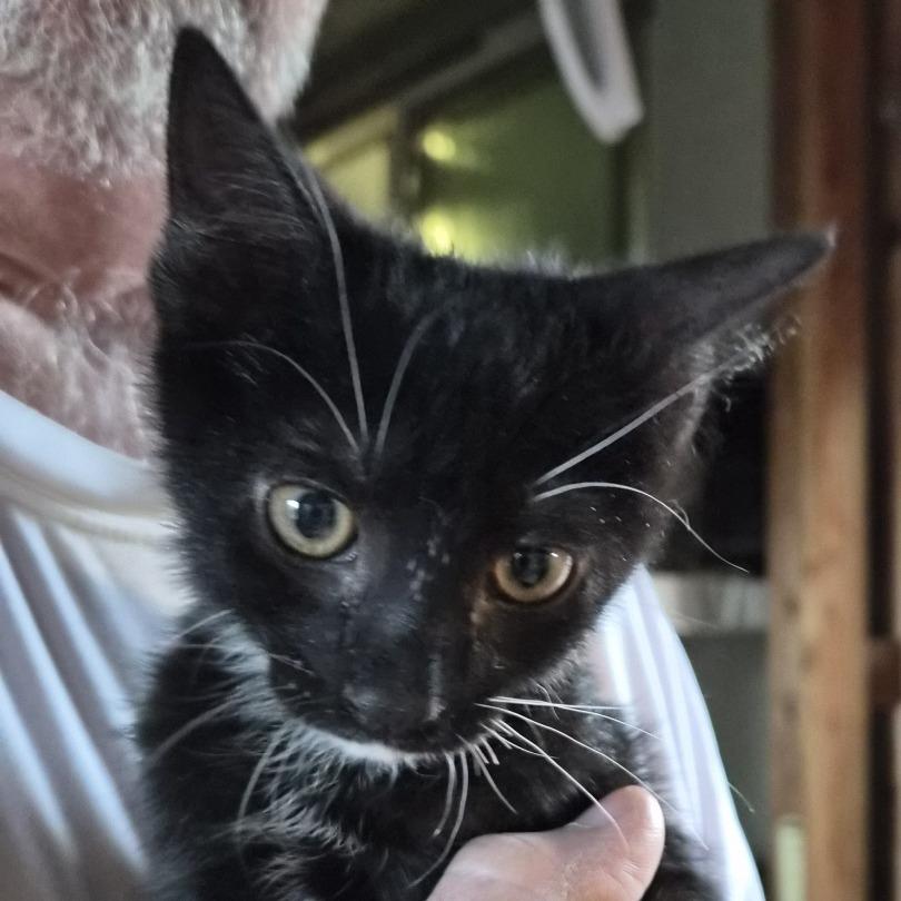 Enlarge Juniper, a Adoptable Domestic Short Hair in Prescott, AZ image 3/3