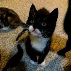 Beard, adopted, Kitten Male Domestic Short Hair.