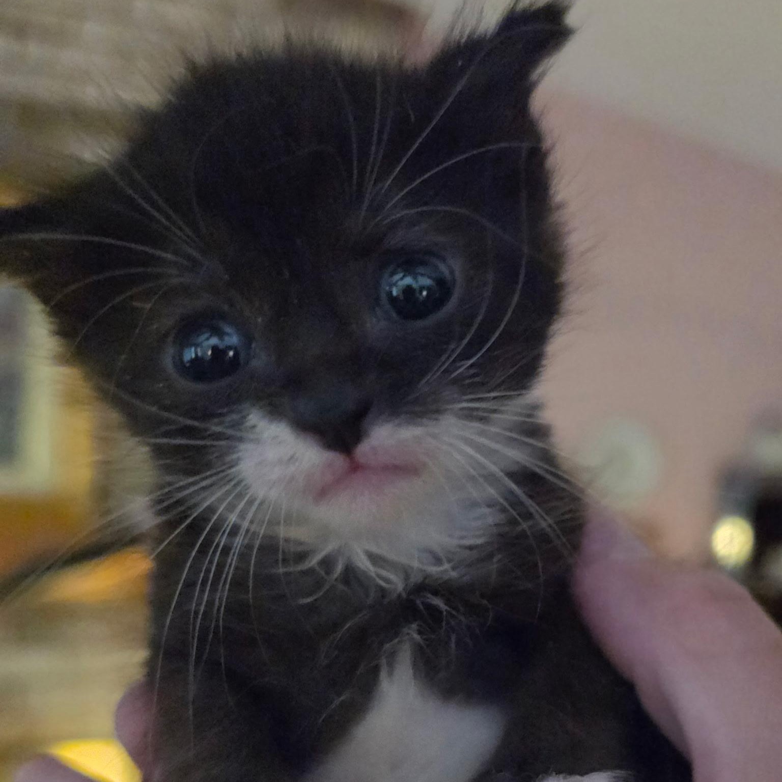 Beard, an adopted Domestic Short Hair in Lake Orion, MI image 2/3