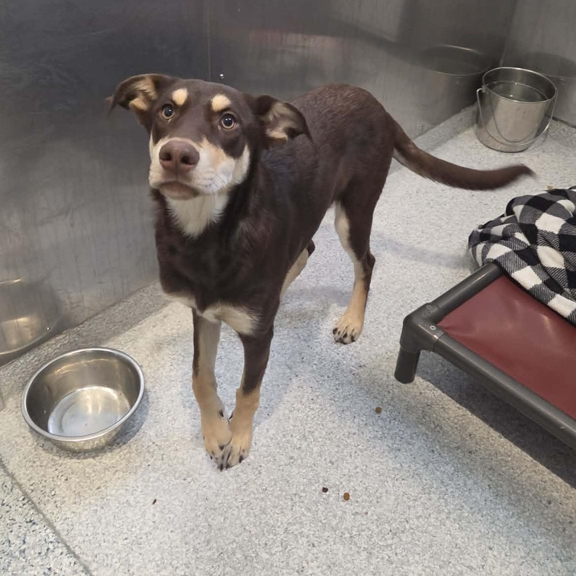 Enlarge Alli, a Adoptable mixed breed in Hutchinson, MN image 5/5