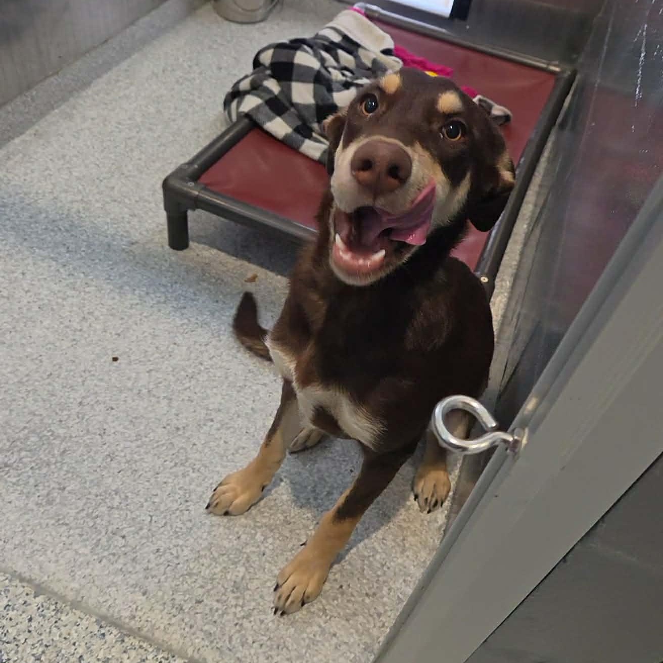 Enlarge Alli, a Adoptable mixed breed in Hutchinson, MN image 4/5