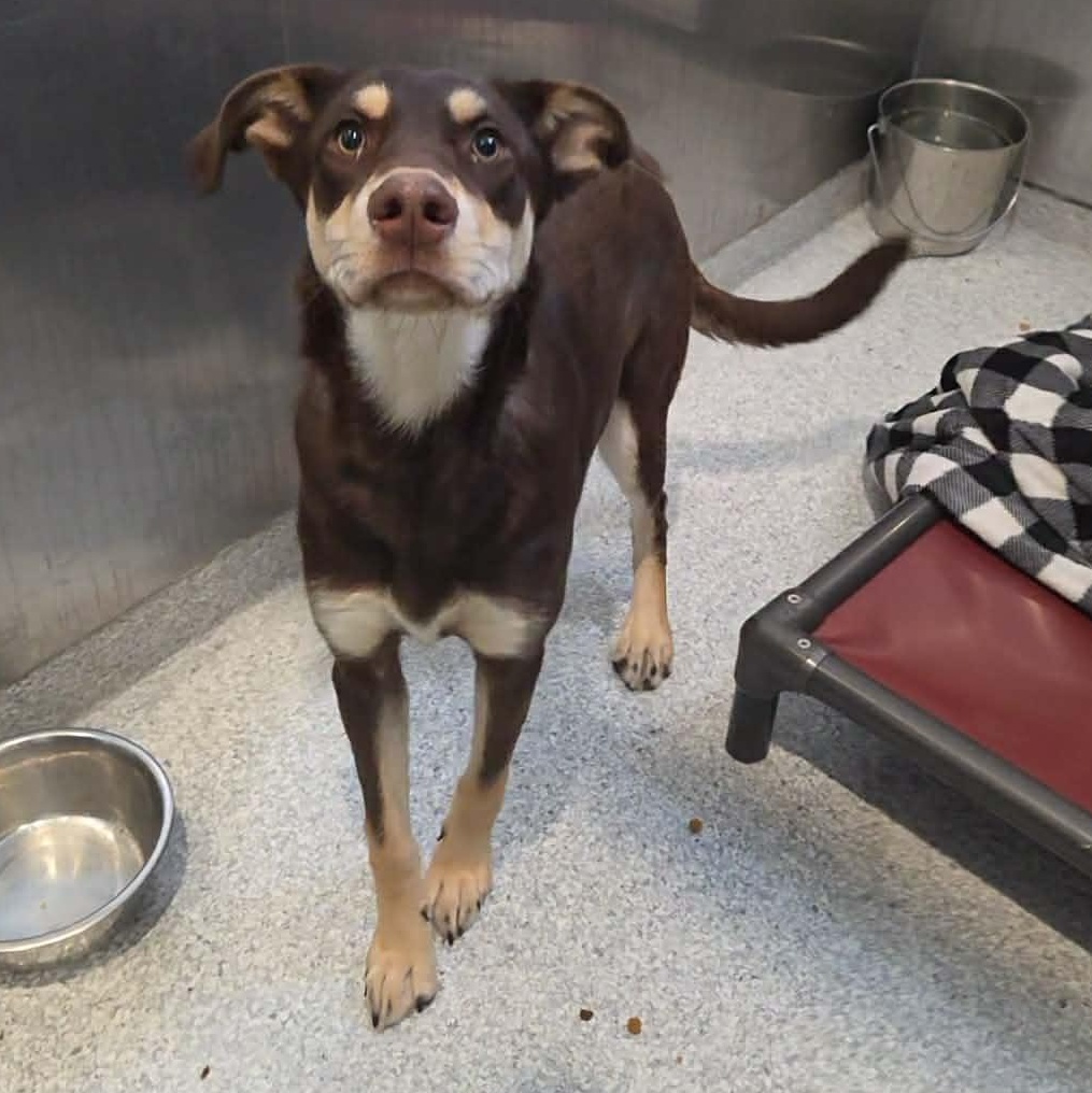 Enlarge Alli, a Adoptable mixed breed in Hutchinson, MN image 1/5