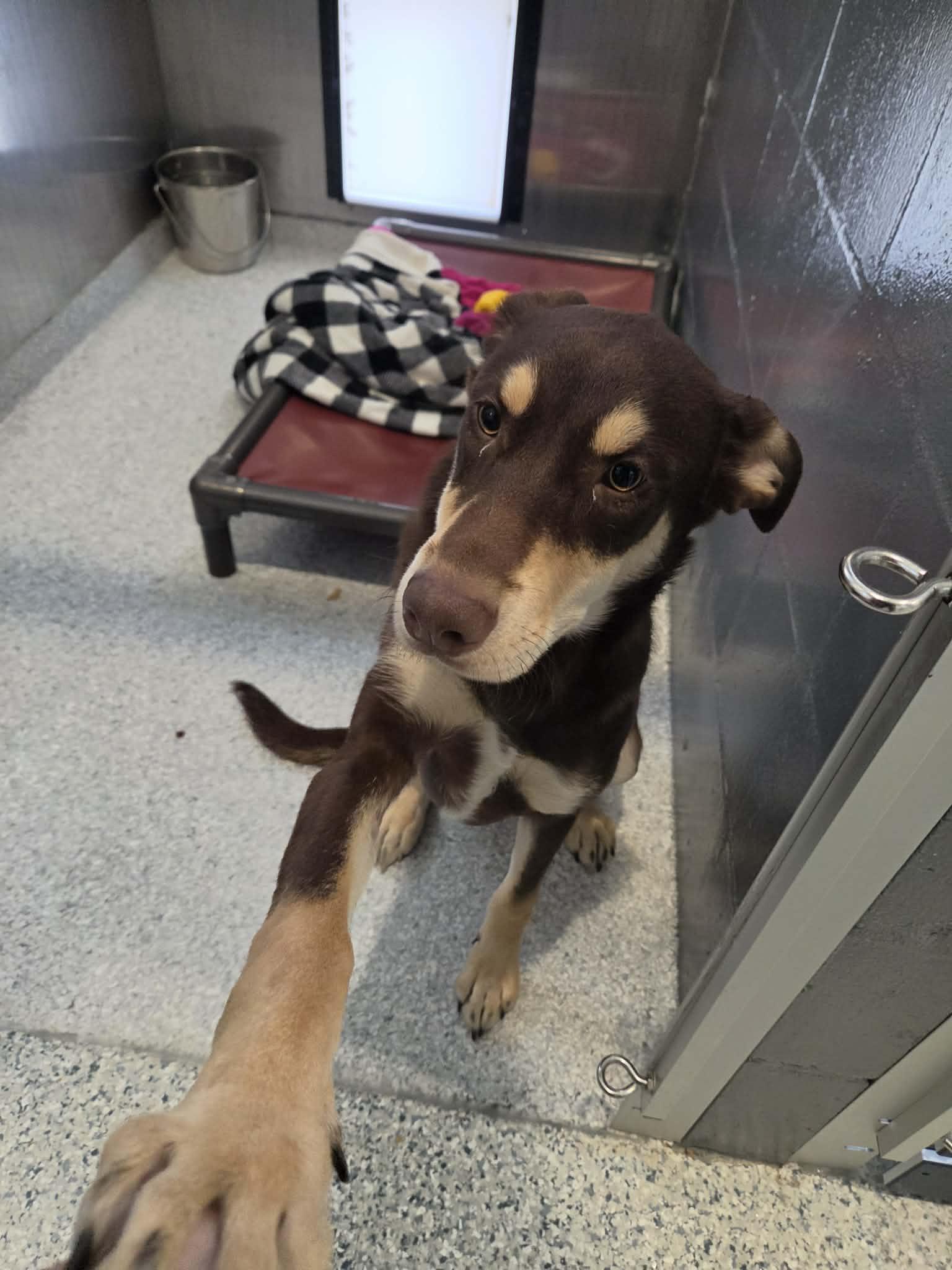 Enlarge Alli, a Adoptable mixed breed in Hutchinson, MN image 3/5