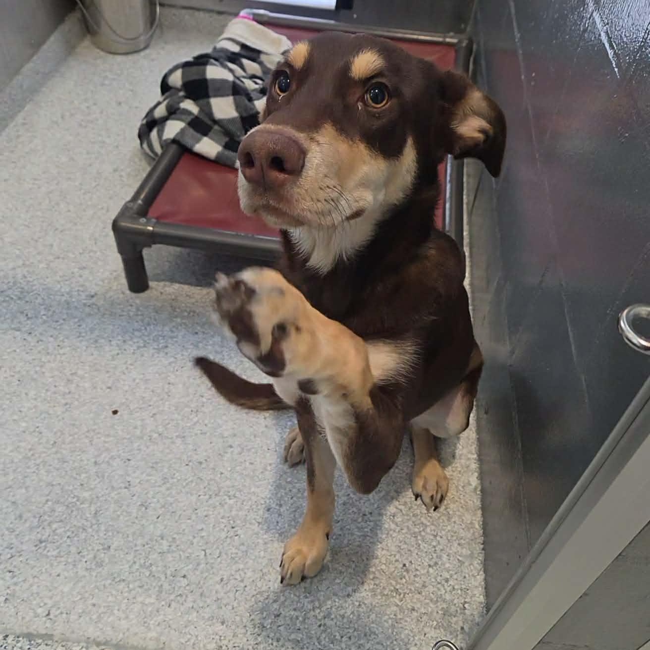 Enlarge Alli, a Adoptable mixed breed in Hutchinson, MN image 2/5