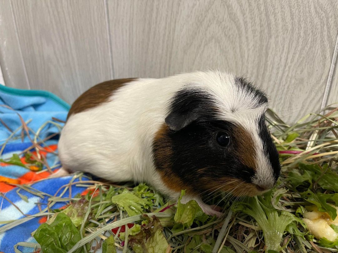 S'mores, a Adoptable Guinea Pig in Troy, AL image 1/4