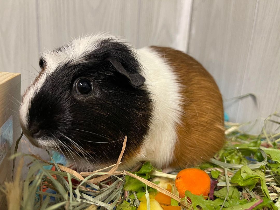 S'mores, a Adoptable Guinea Pig in Troy, AL image 2/4