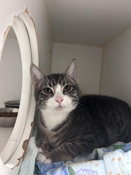 Nyx, a Adoptable mixed breed in Staten Island, NY image 1/3