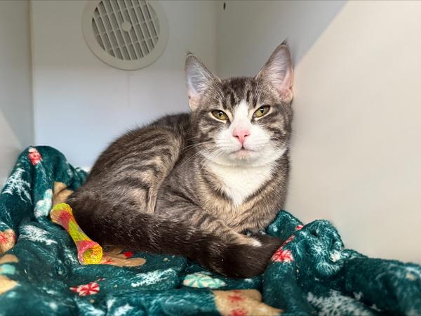 Nyx, Adoptable, Young Male Domestic Short Hair.