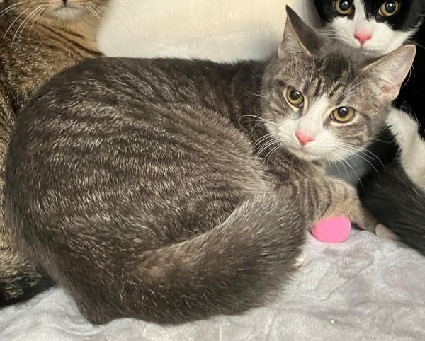 Nyx, a Adoptable mixed breed in Staten Island, NY image 3/3