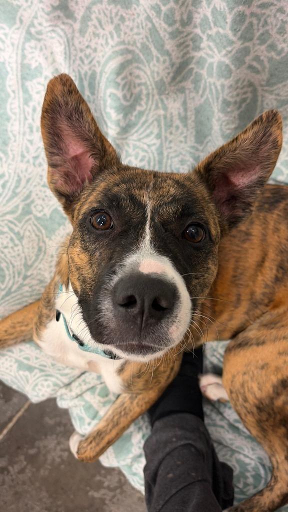 Harmony, Adoptable, Young Female Boxer & Mixed Breed.