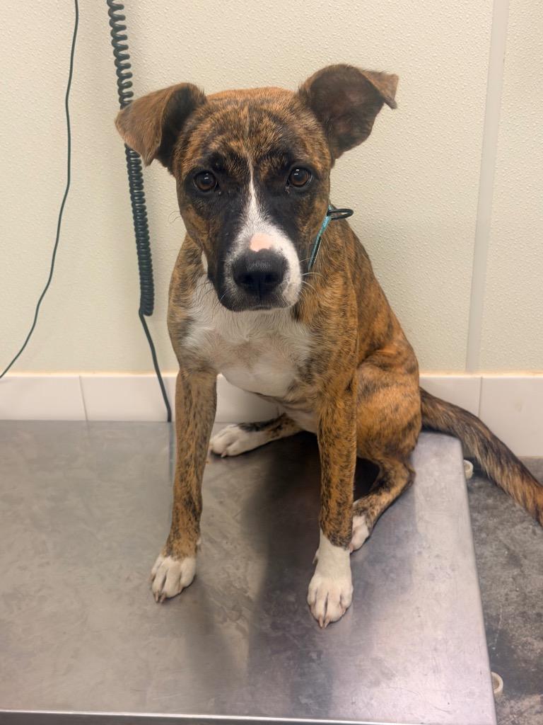 Enlarge Harmony, a Adoptable mixed breed in Neosho, MO image 2/5