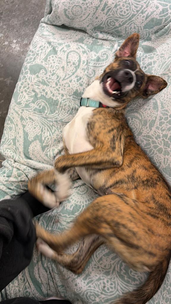 Enlarge Harmony, a Adoptable mixed breed in Neosho, MO image 3/5