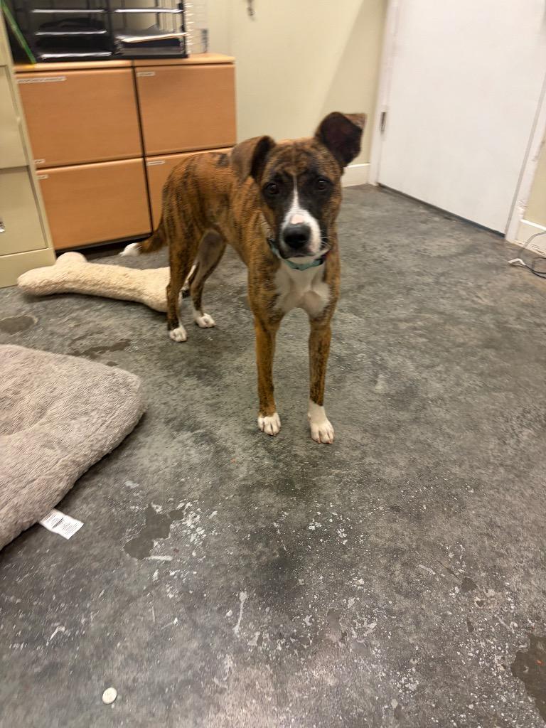 Enlarge Harmony, a Adoptable mixed breed in Neosho, MO image 4/5