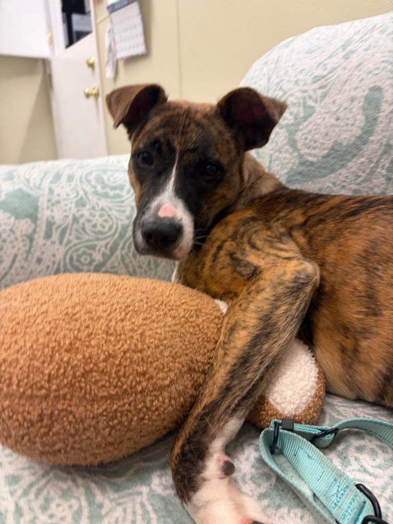 Enlarge Harmony, a Adoptable mixed breed in Neosho, MO image 5/5